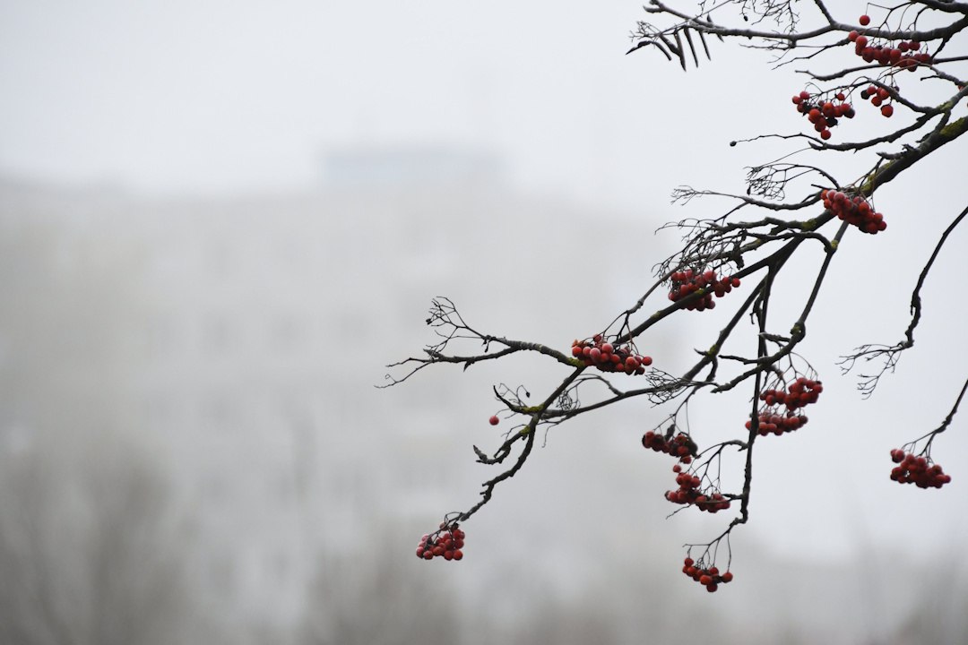 Плюс, но как минус 10: снег и ураган пообещали синоптики Ставрополью