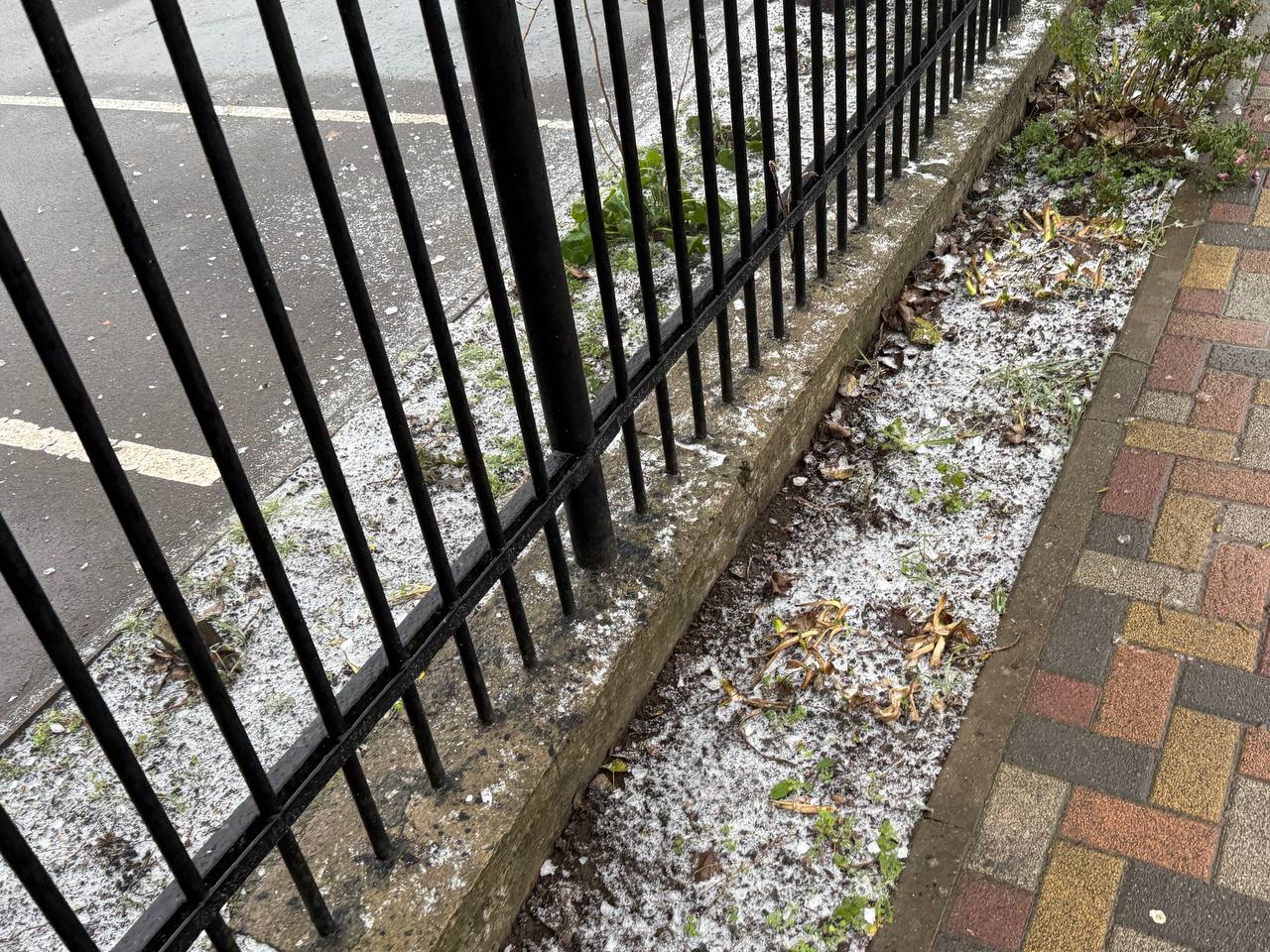 Цветы в Ставрополе явно не ожидали изменения погоды Цветы в Ставрополе явно не ожидали изменения погоды