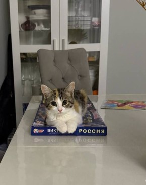 Кошечка Ириска желает всем доброго утра и продуктивной рабочей недельки!