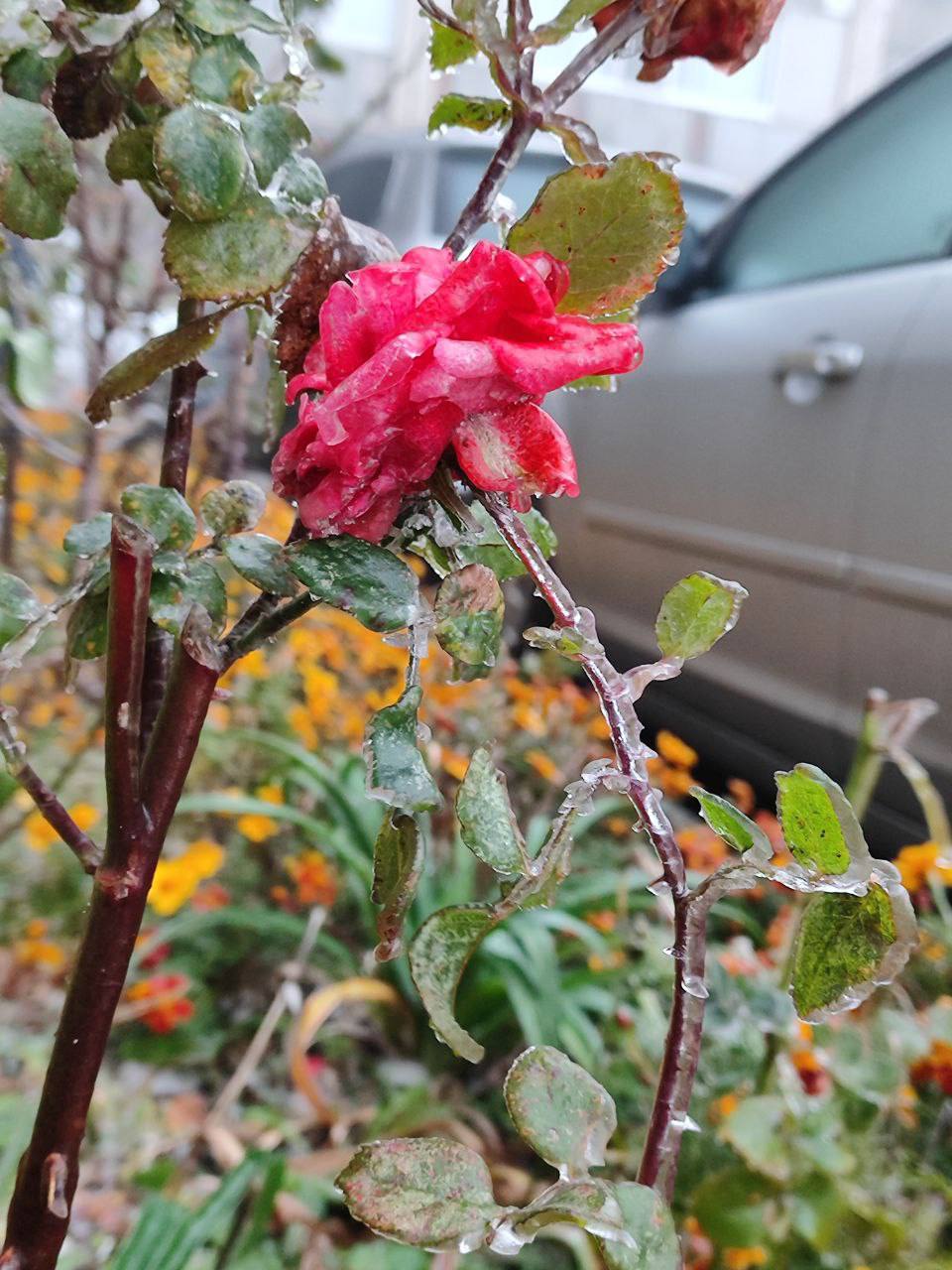 Цветы в Ставрополе явно не ожидали изменения погоды Цветы в Ставрополе явно не ожидали изменения погоды