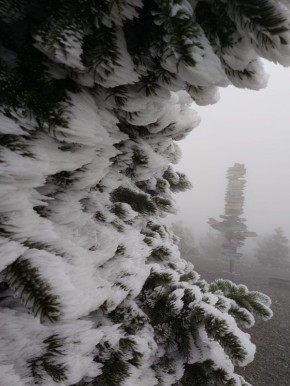 Ледяной наряд сосен на Машуке