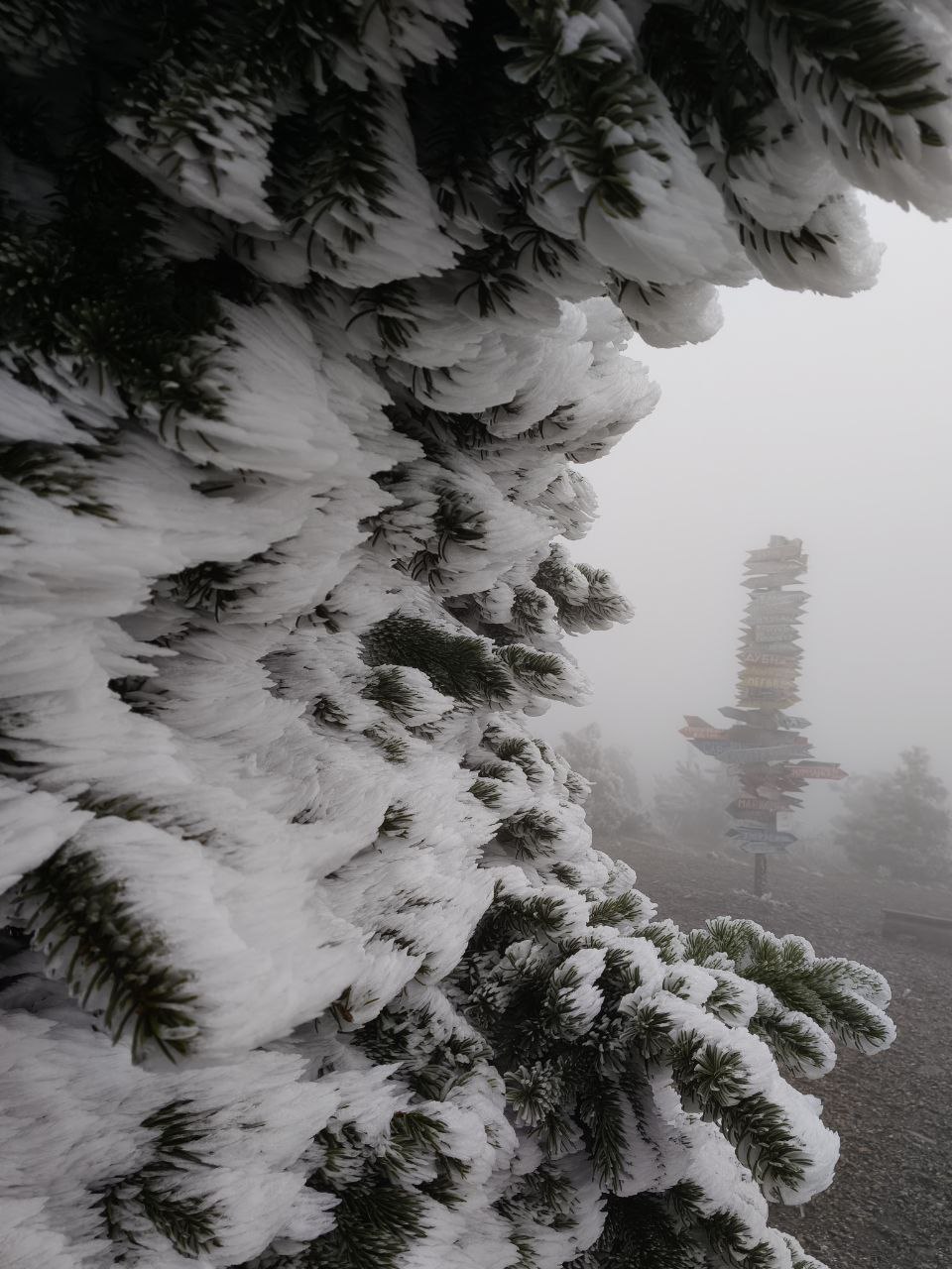 Ледяной наряд сосен на Машуке