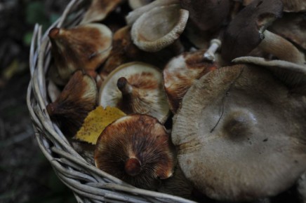 Нашли пустую машину: чем завершились поиски грибника на Ставрополье