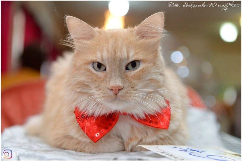 Утренний кот Борис пушист, ухожен, невероятно красив! И он хочет вашей реакции, да