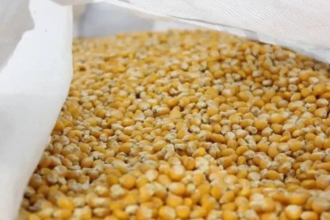 Ставрополье собрало рекордный урожай зерновых и зернобобовых культур