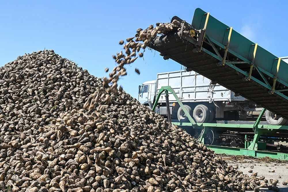 1 Ставрополье собрало рекордный урожай сахарной свеклы