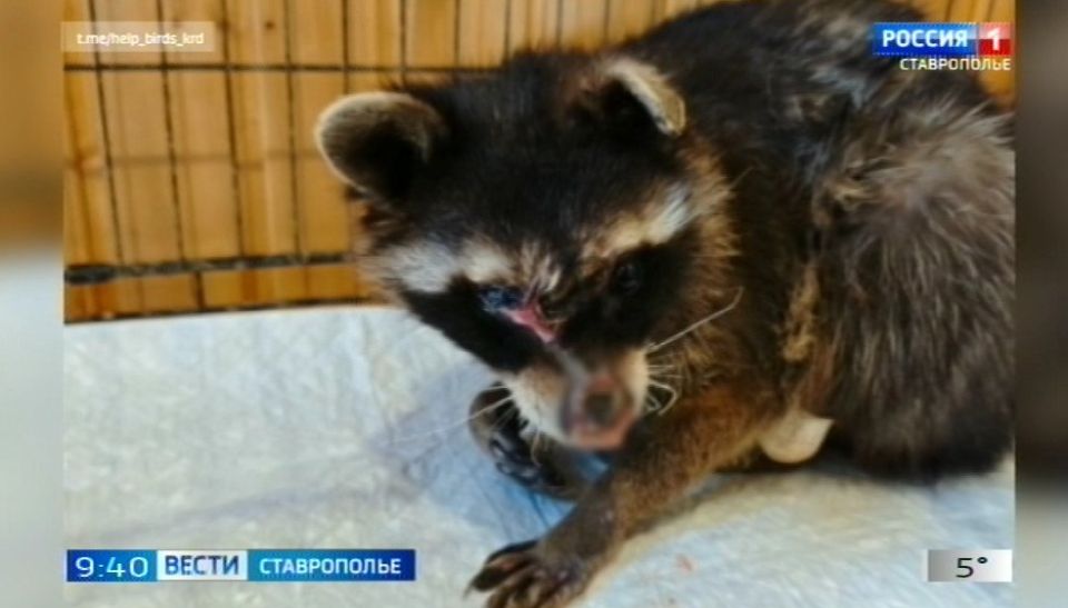 Любопытного енота, который забрался в трансформатор и сильно пострадал из-за этого, спасли волонтеры реабилитационного центра «Пеликан»
