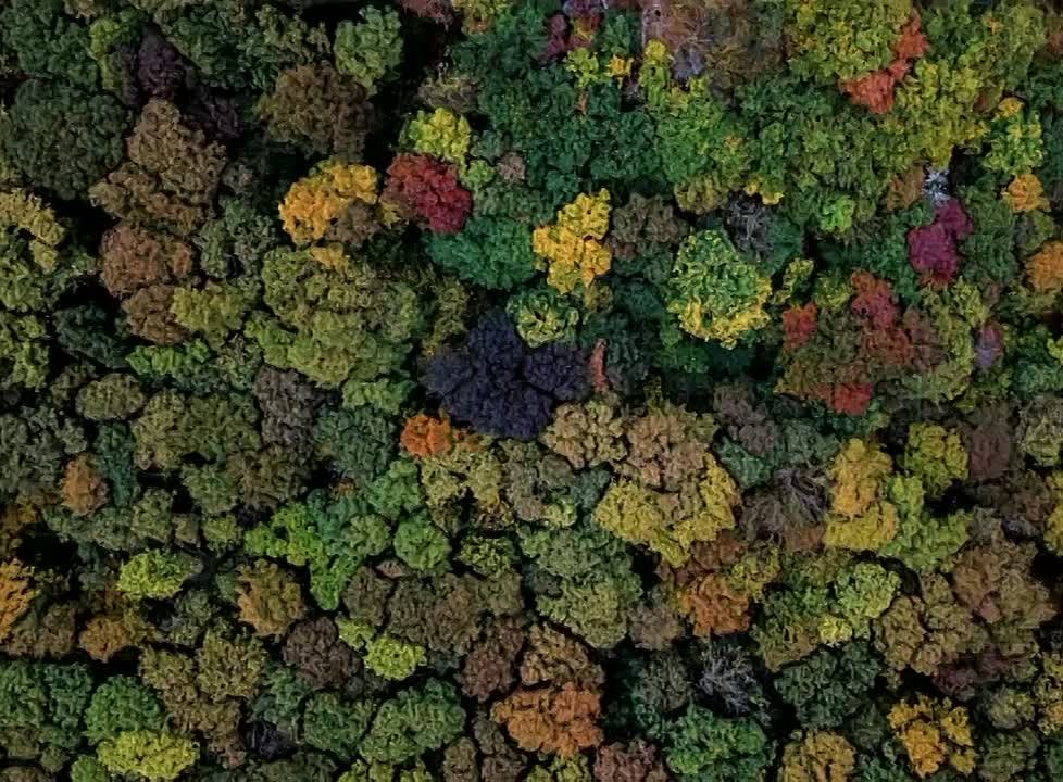 Фотоловушки для зверушек, а также браконьеров и любителей разбрасывать мусор установили в лесу Железноводска