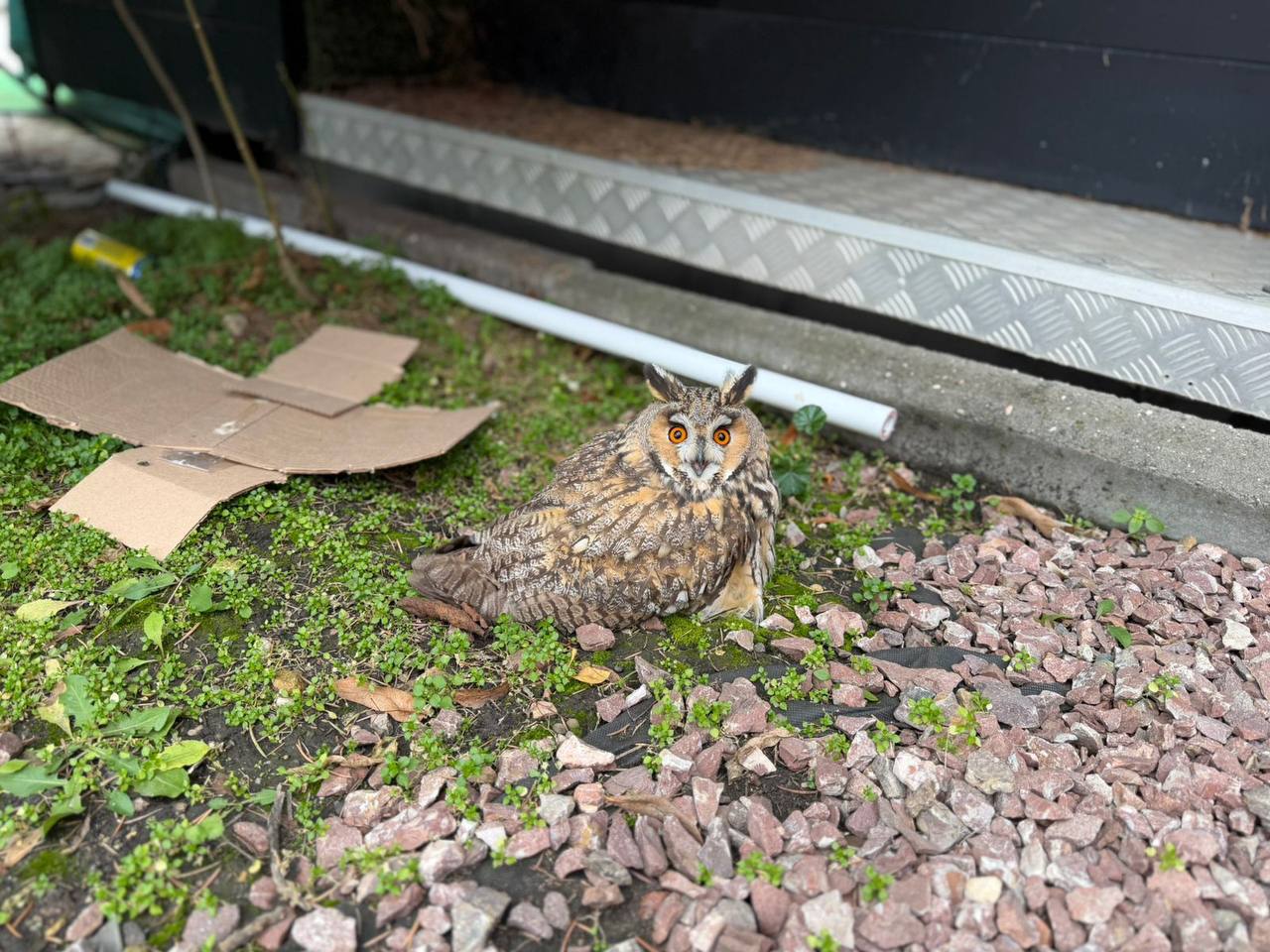 Милота из Ессентуков — там спасли совушку