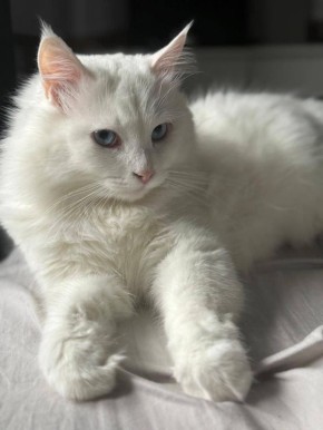 В снежный день к вам в гости постучался снежный кот Сахарок (в народе — Беляш)