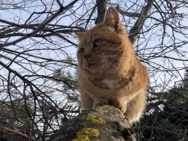 Самый знаменитый сотрудник пятигорской канатной дороги — Рыжий — передаёт привет нашим подписчикам