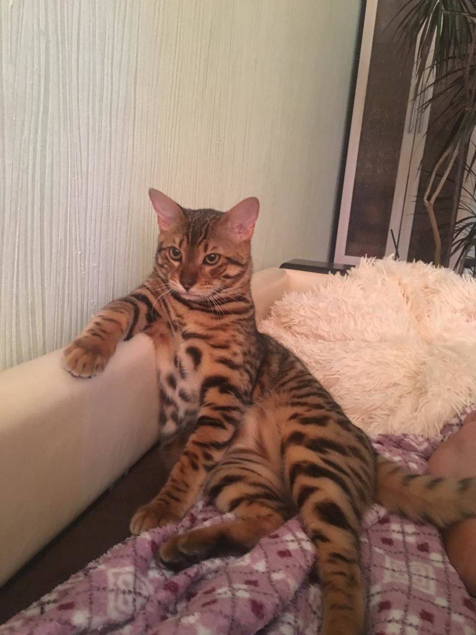 Роскошный котик Гучи хочет пожелать доброго утра и продуктивной недели нашим подписчикам! Роскошный котик Гучи хочет пожелать доброго утра и продуктивной недели нашим подписчикам!