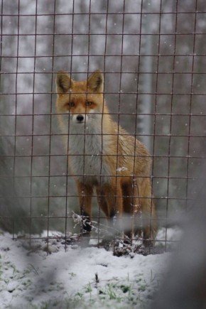 Даже лиса недоумевает, почему в Ставрополе после тёплых дней резко выпал снег