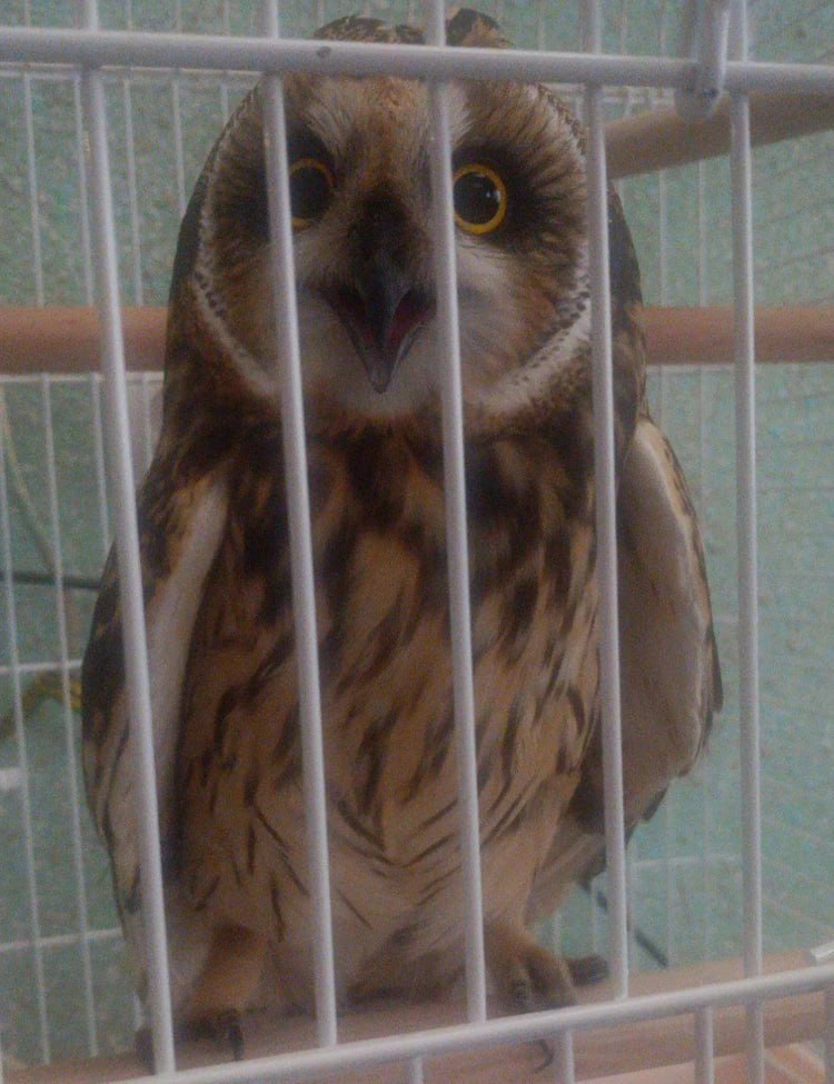 Посмотрите, какую глазастую прелесть спасли бойцы «Ахмата»