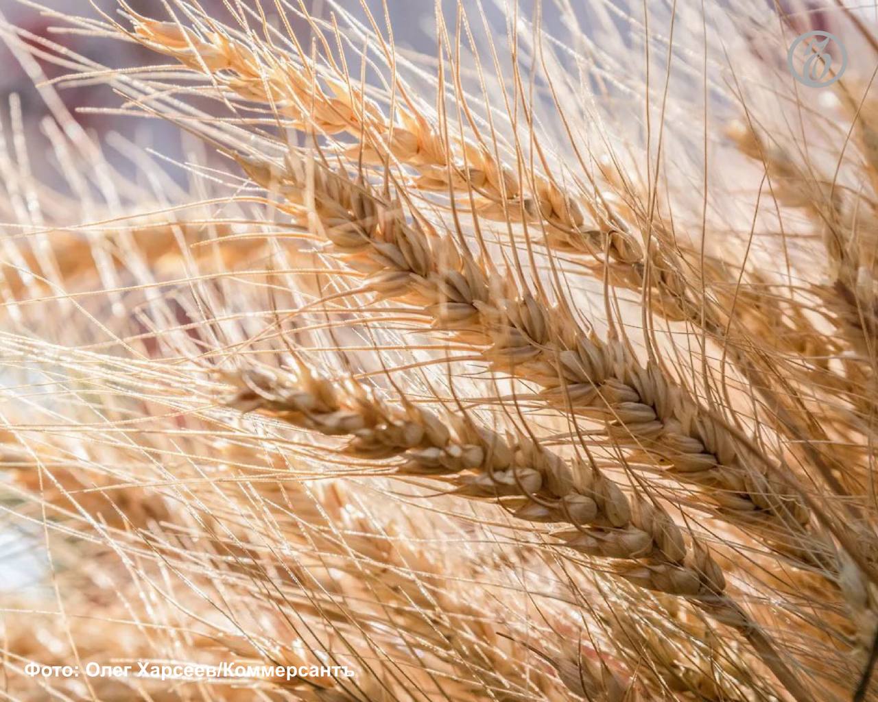 По итогам 2025 года в Ставропольском крае собрали 10,6 млн т зерновых и зернобобовых культур