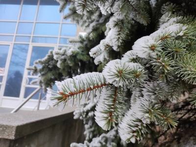 В преддверии Нового года минприроды Ставрополья усилило патрулирование лесов