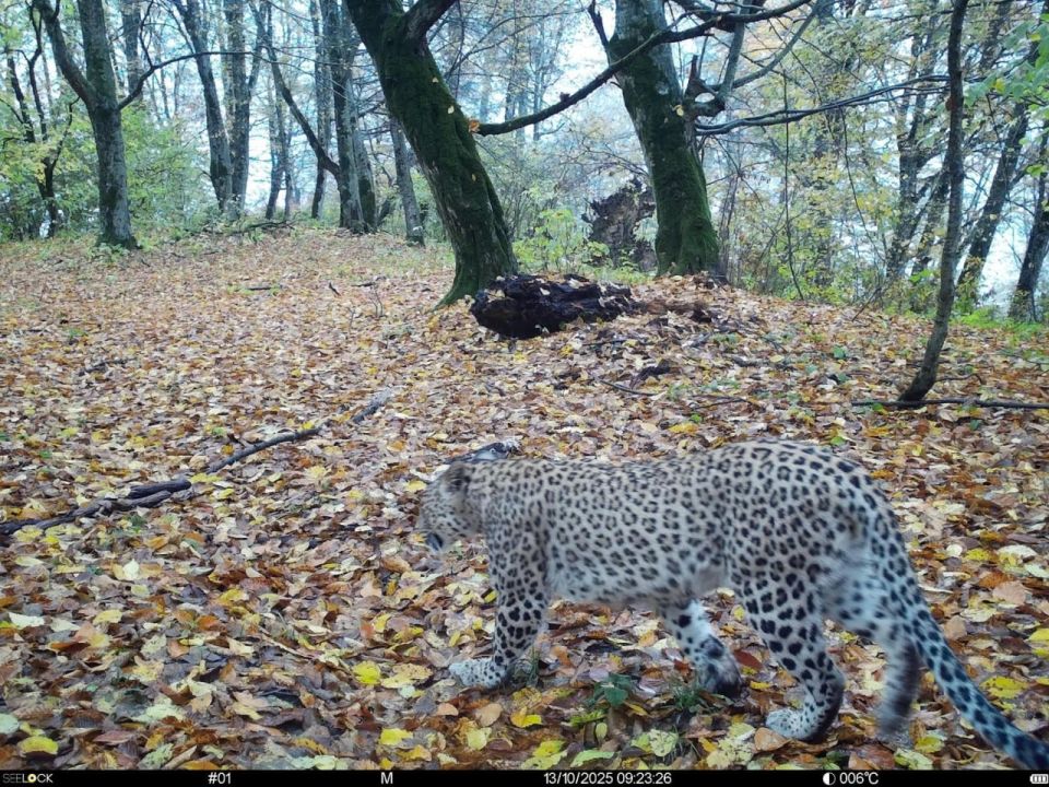 Взгляните, какая красавица обосновалась в КБР