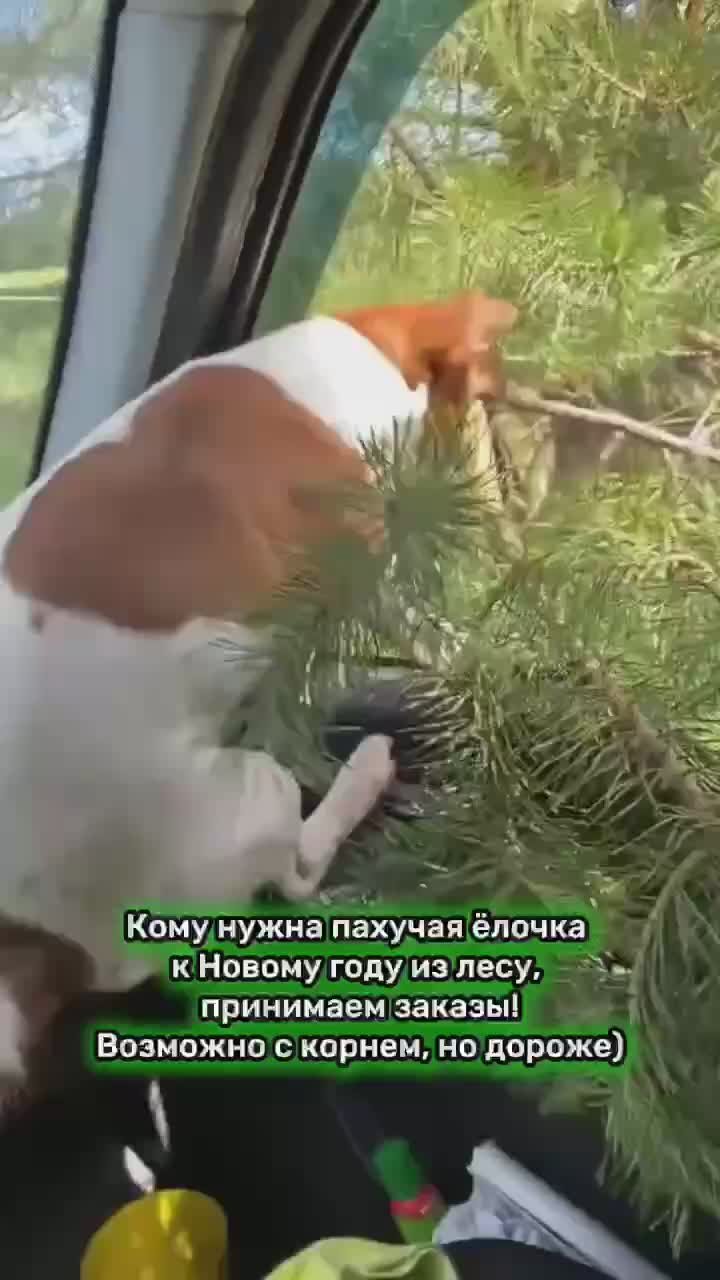 Более 70% россиян выбирают для украшения искусственную ель