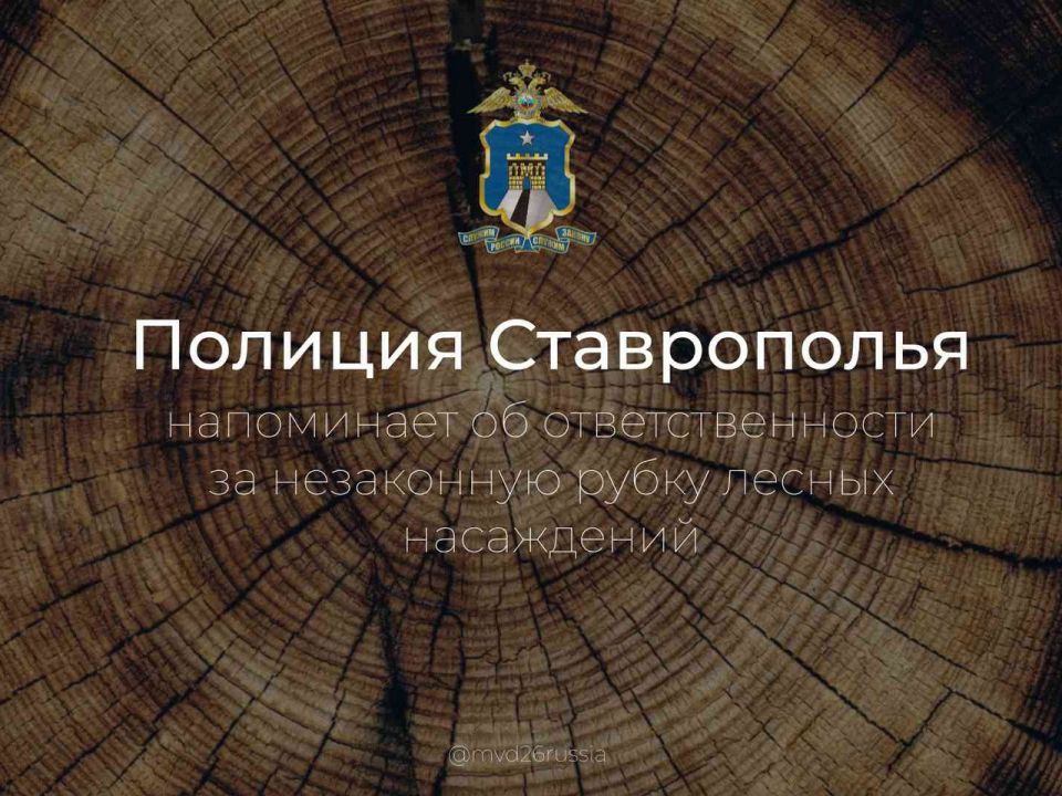 Рассказываем, какая ответственность предусмотрена законодательством за незаконную рубку лесных насаждений, в наших информационных карточках