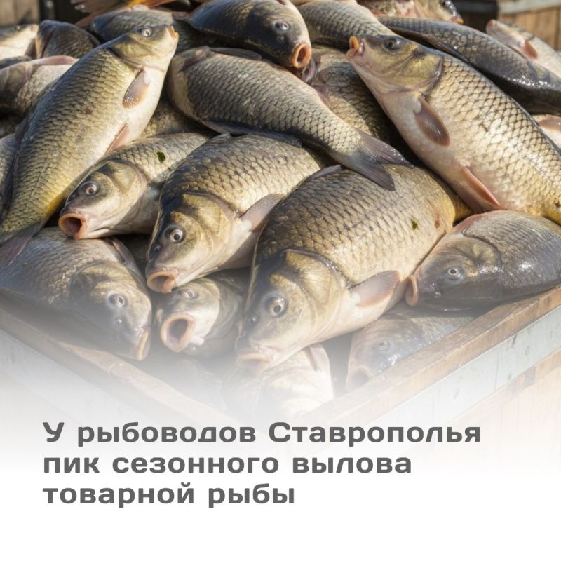 Рыбоводы Ставрополья с начала года выловили более 4 тысяч тонн товарной рыбы