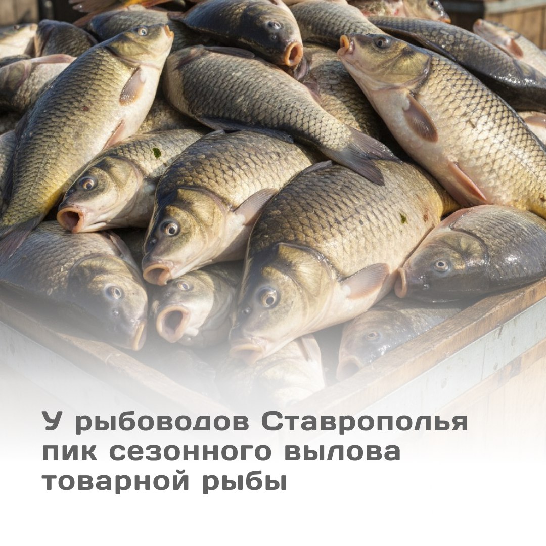 Рыбоводы Ставрополья с начала года выловили более 4 тысяч тонн товарной рыбы