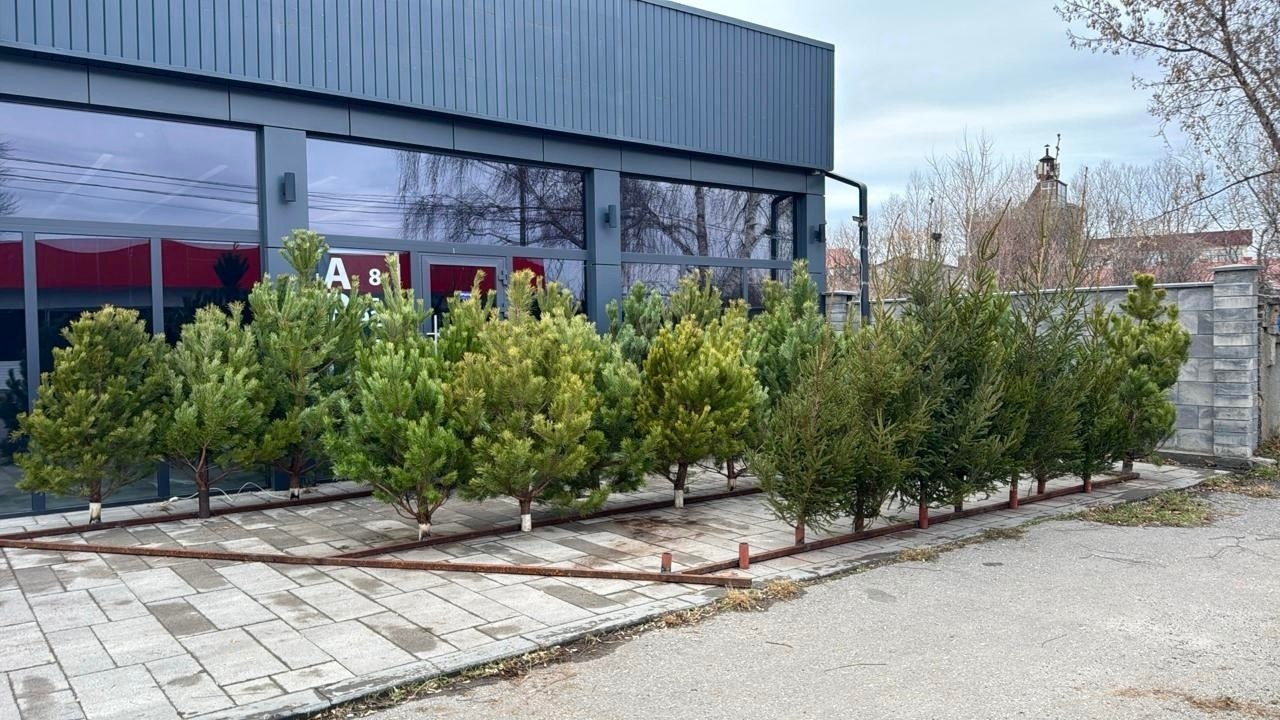 В Ессентуках открылись елочные базары!
