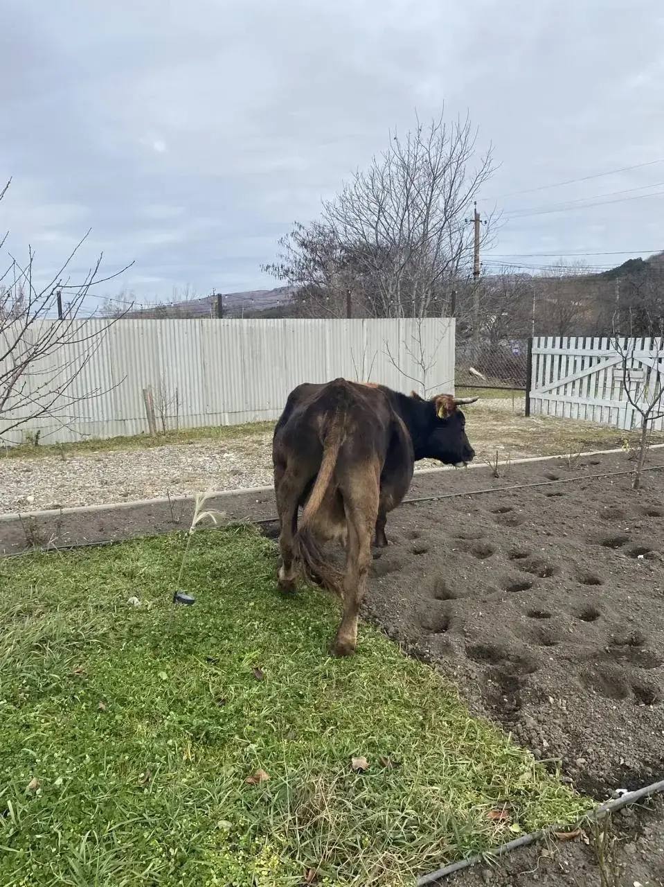 Евгений Моисеев: Голод не тетка - кисловодские коровы внедряют «искусственный интеллект»