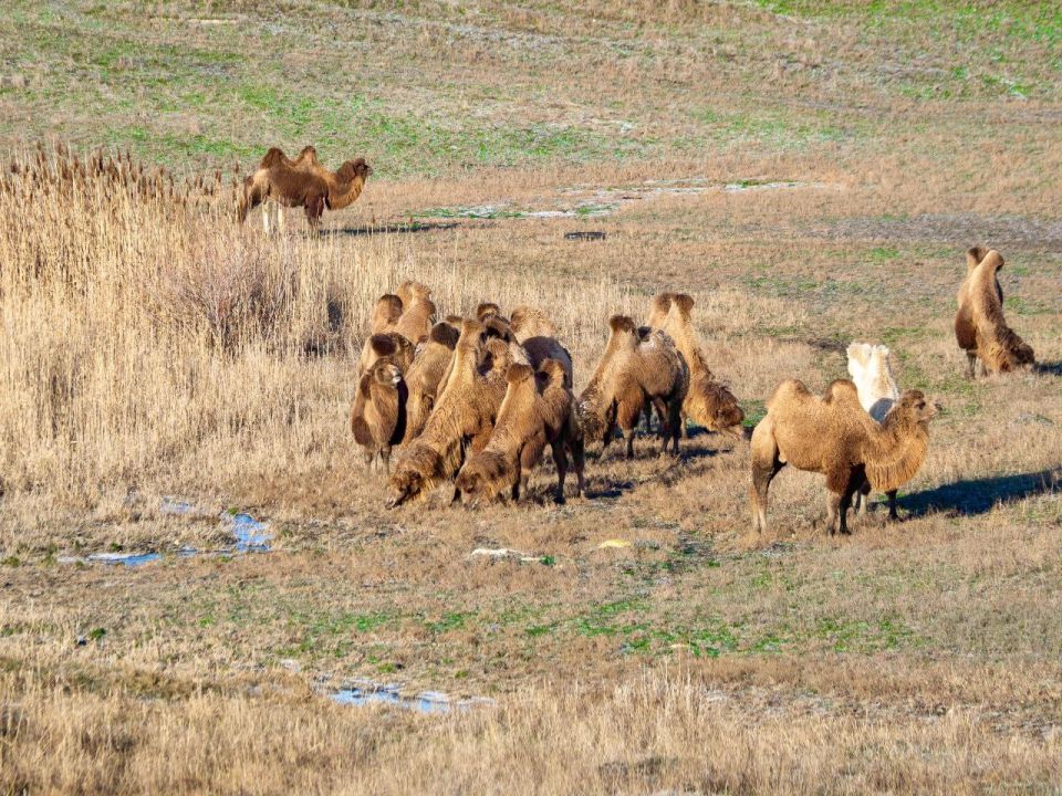 Ставропольские верблюды. Лейла Свекольникова Подпишись на нас в MAX