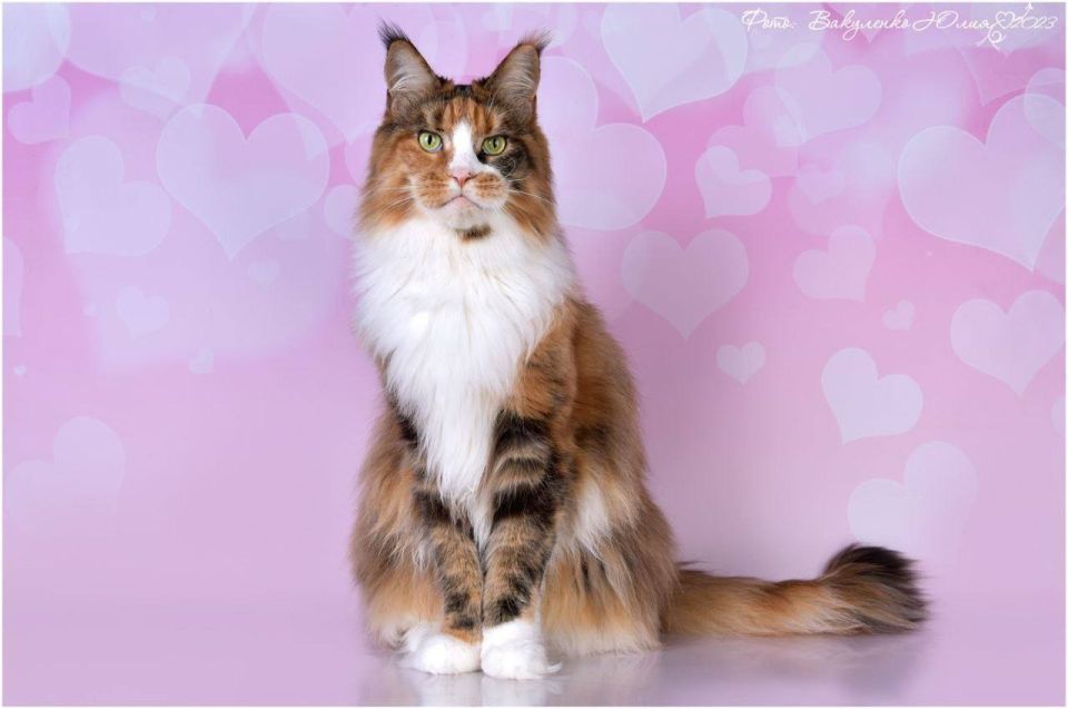 �� ������ �������� ����� ����������� �������, ������� ������� � �������� ��������� 2026 ����