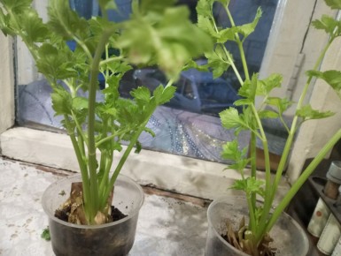 ������ �� �����������: ������ ������� ������ � ����� �����