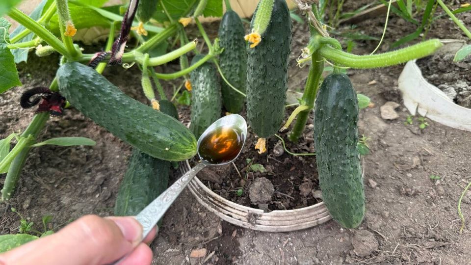 Неожиданное чудо для ваших огурцов: как одна ложка гумата калия может изменить все