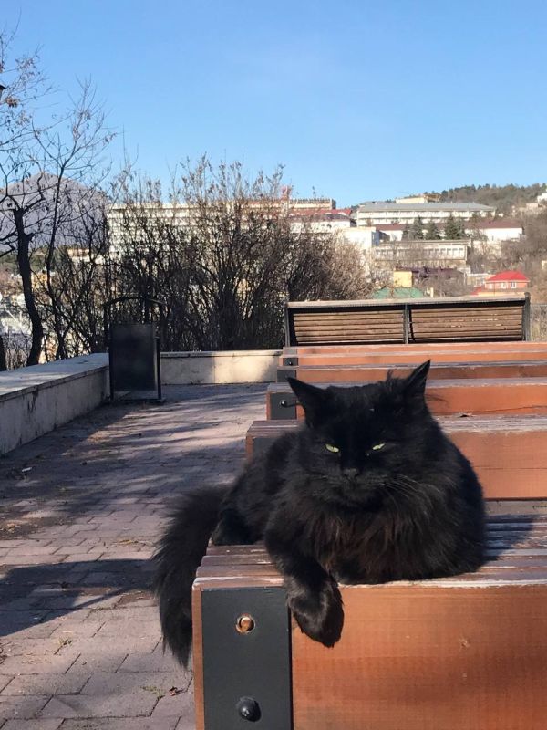 Серьезный пятигорский кот. ЮЖНЫЕ СНЫ Подпишись на нас в MAX