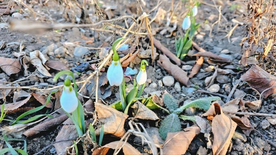 На Ставрополье в декабре зацвели подснежники