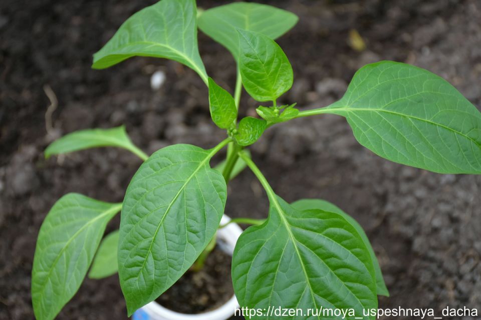 Как правильно подготовить почву для перцев: секреты успешной посадки