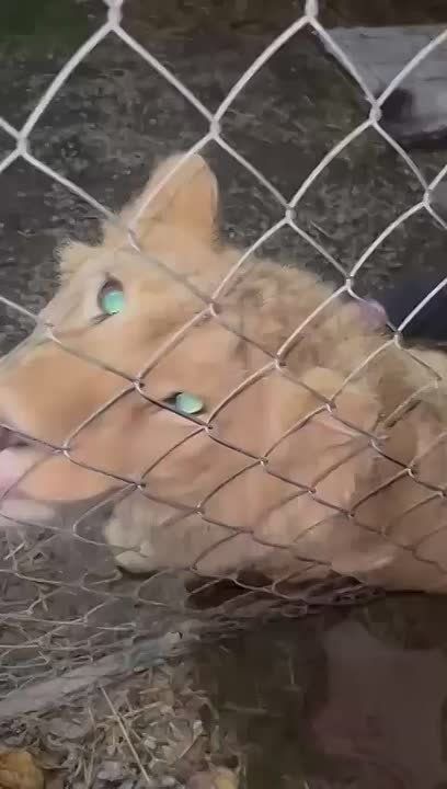 В Дагестане изъяли очередную Симбу