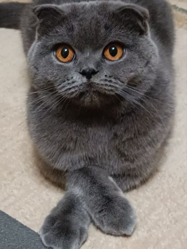 Очаровательная кошечка Белль желает всем доброго утра!