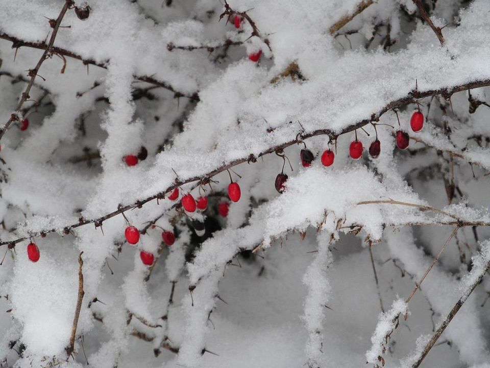 Погружение в мир шоколадных ароматов