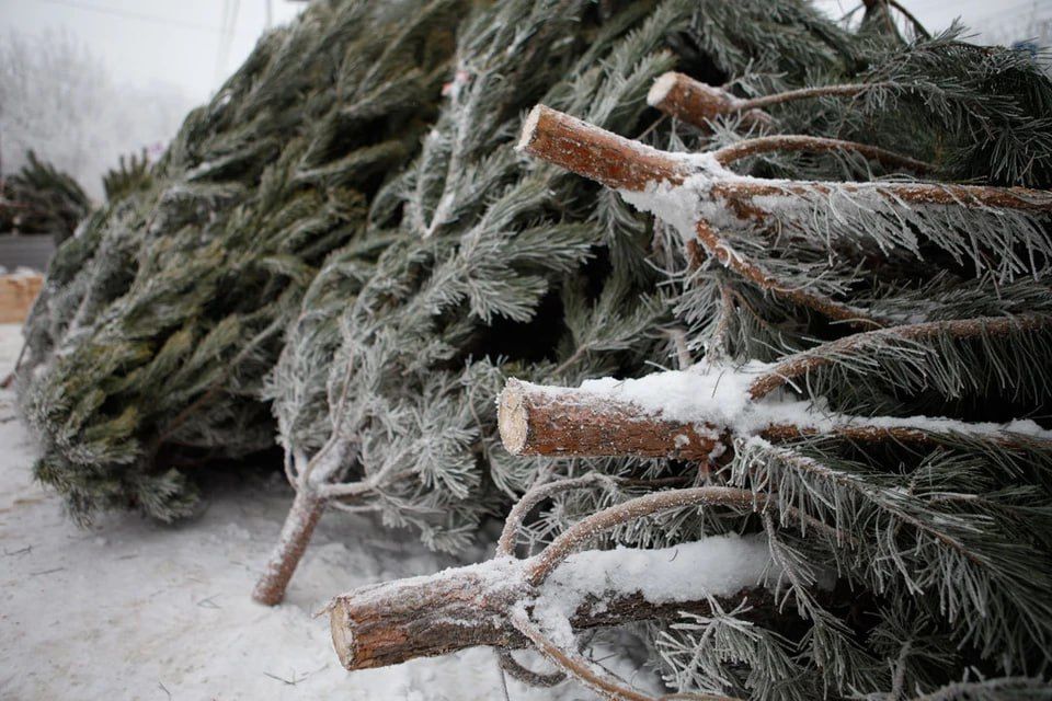 Роспотребнадзор: клещи не перебираются на елки, поэтому не могут быть угрозой для тех, кто принес в дом новогоднее дерево из леса или с базара