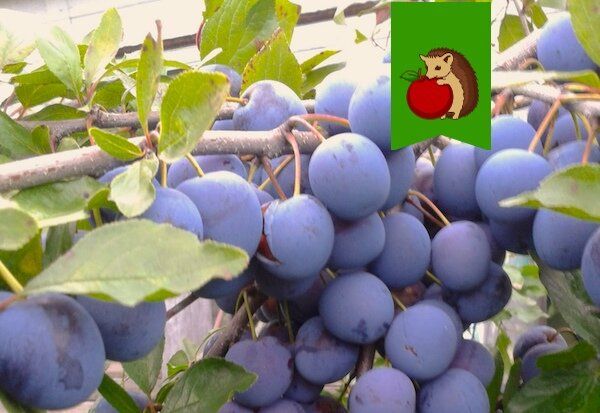 Как обеспечить великолепный урожай терносливы: ключевые советы экспертов