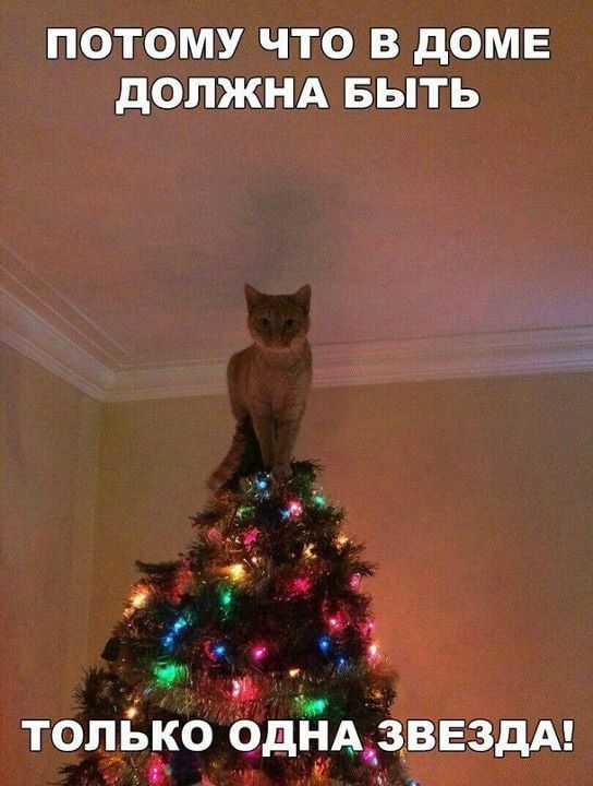 Сегодня отмечается День украшения елки