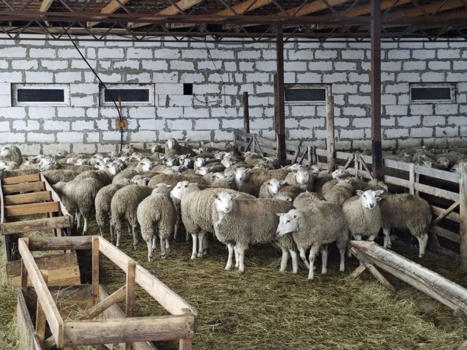 Аграрии Ставропольского края заготовили корма для успешной зимовки животных