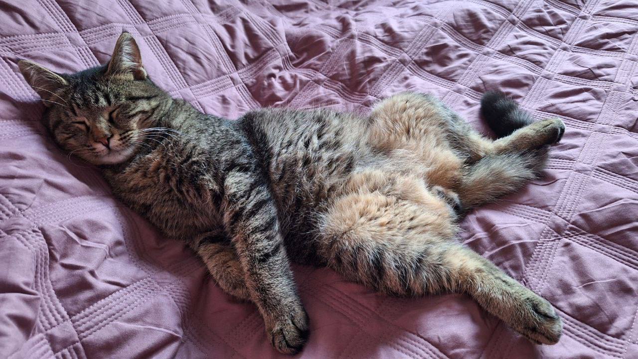 Котик Фиксик никуда не спешит, и вам не советует: пятница — самое время отдохнуть