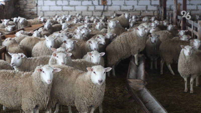 Заготовлено достаточно: как проходит зимовка овец в Грачёвском округе Ставрополья