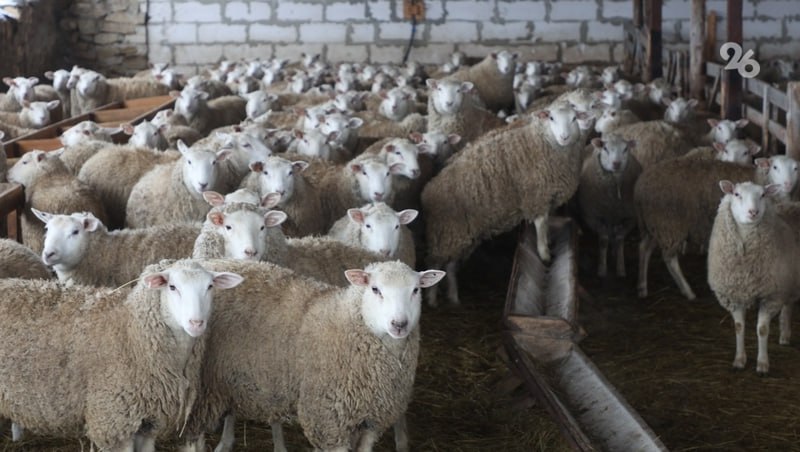 Заготовлено достаточно: как проходит зимовка овец в Грачёвском округе Ставрополья