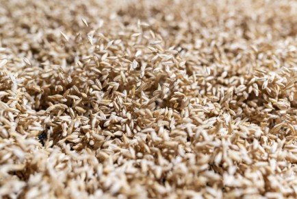 � �������������� ���� ������� � 2025 ���� ��������� 10,6 ��� � �������� � ������������ �������, ������� ���� ������� ������ �� ����� ����������