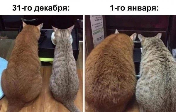 Праздники идут, а вес растет: пять советов, как сохранить форму на новогодних каникулах