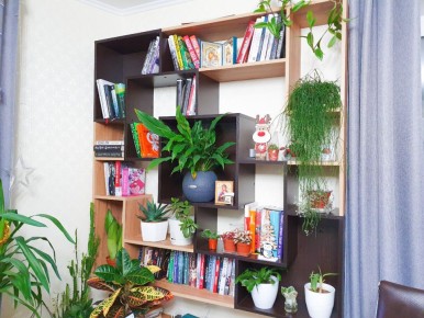 Как генеральная уборка в мире домашних растений может изменить всё