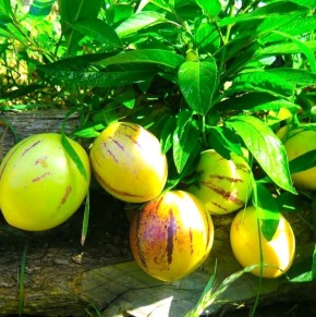 ������: ������������ �����, ������� ����� ����������� �������