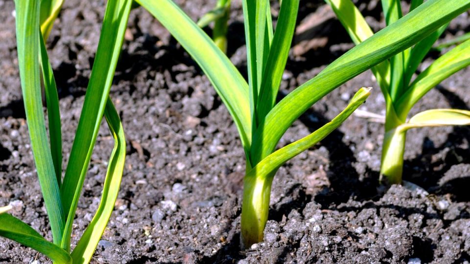 ������� �������� ��������� ������� � ���: ������ ��������