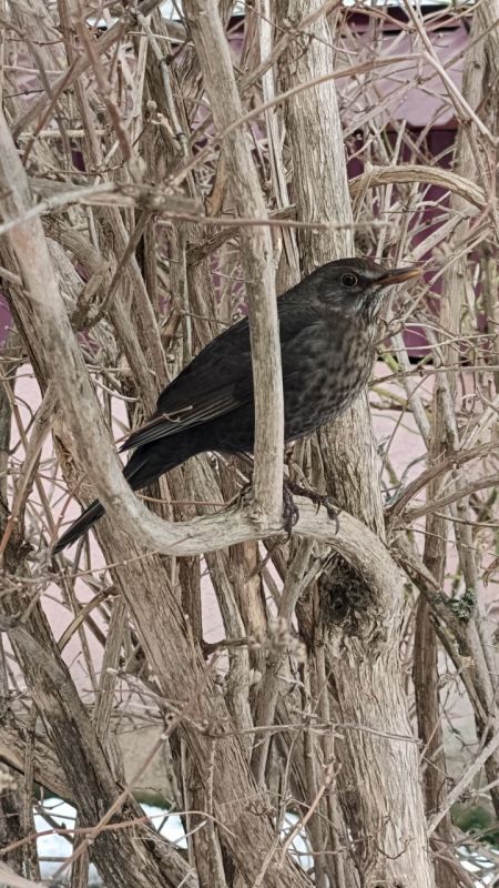 ׸����� ������ � �������� ���������� ������� ���������������